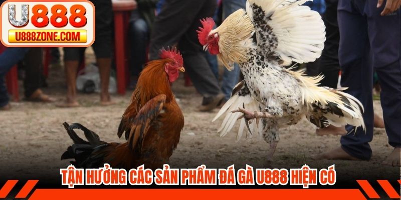 Tận hưởng các sản phẩm đá gà U888 hiện được cung cấp